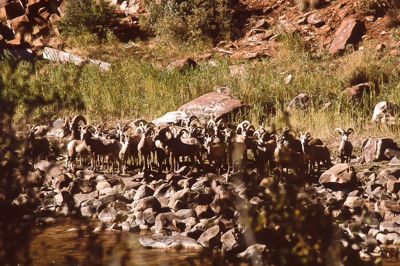 Dolores River Canyon, Bighorn Sheep