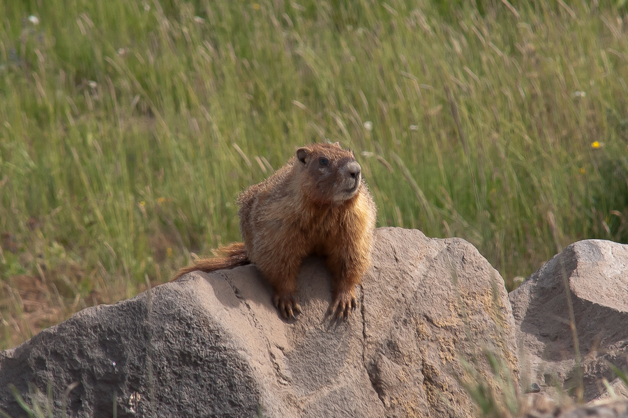 Grand Mesa, Marmot