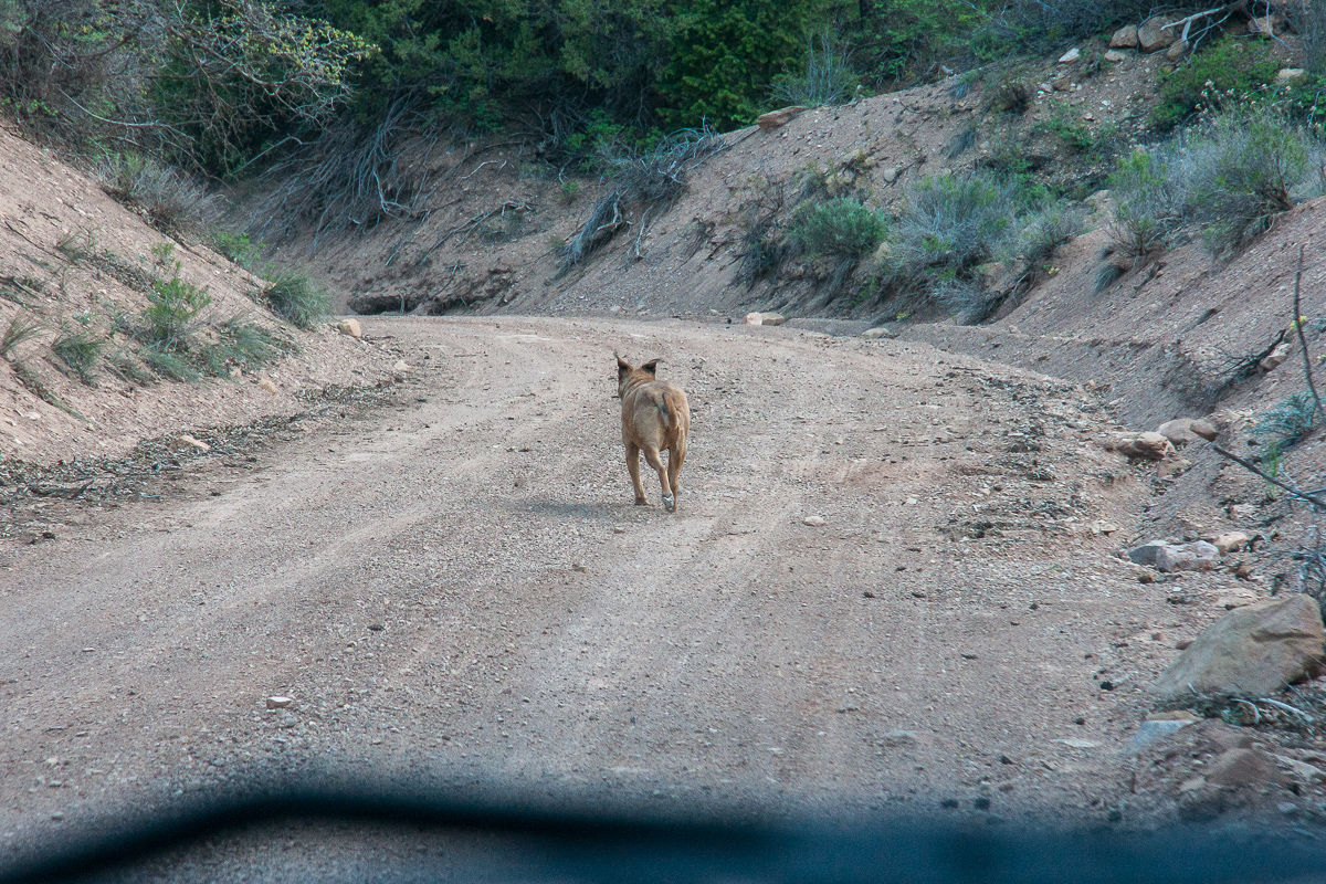 Sego Canyon Road