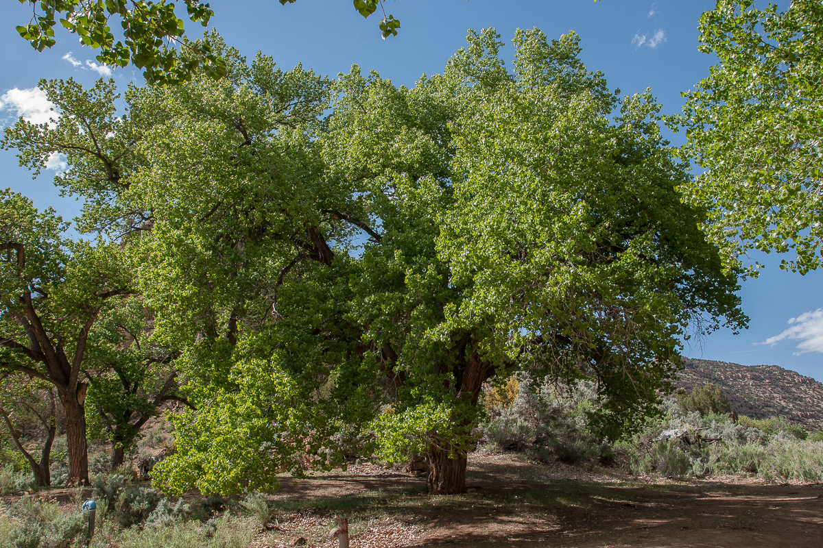 Cottonwood Trees