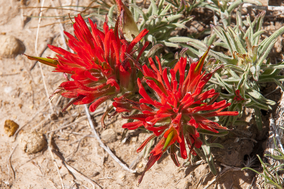 Desert Paintbrush