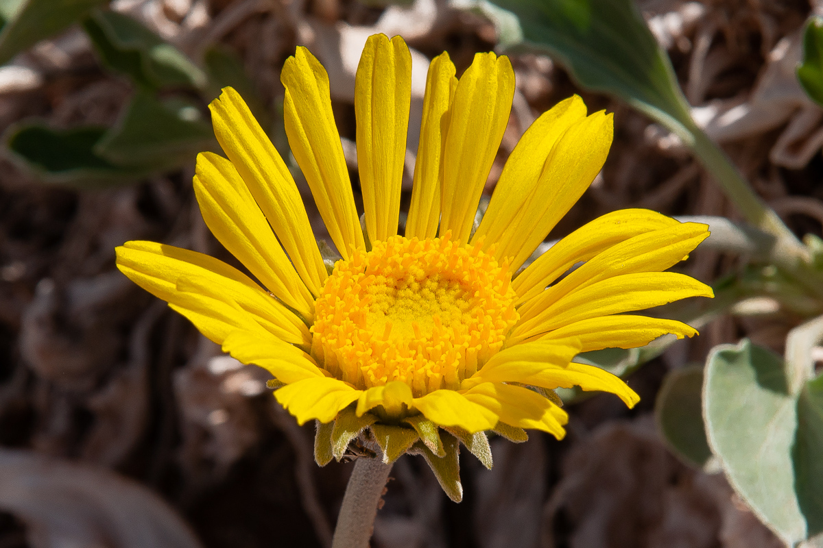 Sonnenblume