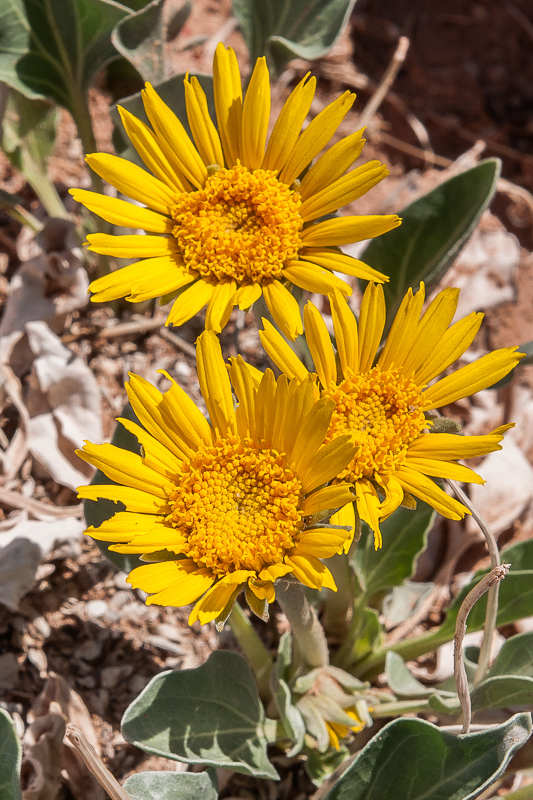 Sonnenblume