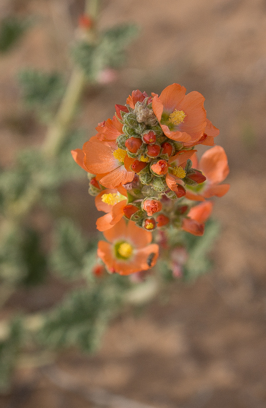 Common Globemallow