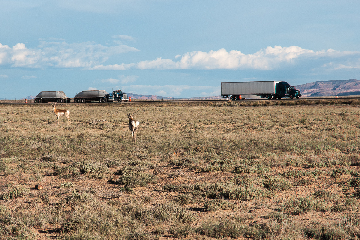 Pronghorn Antelopes