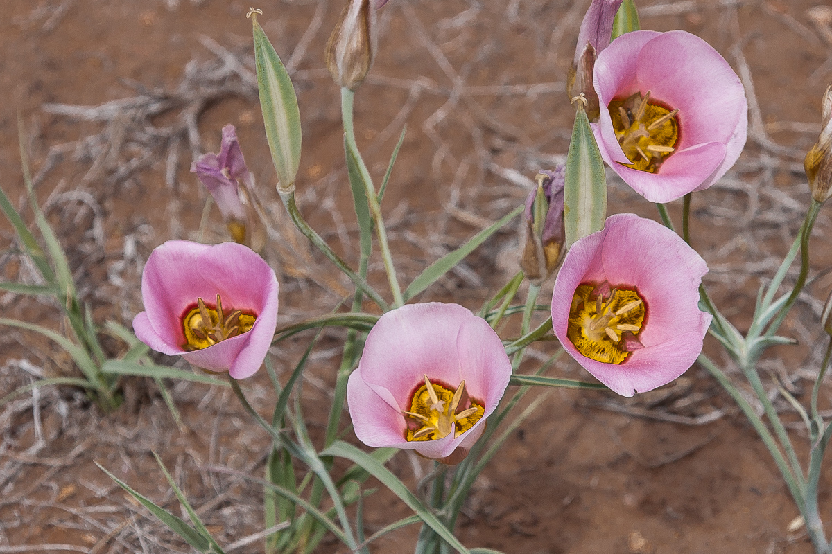 Sego Lily