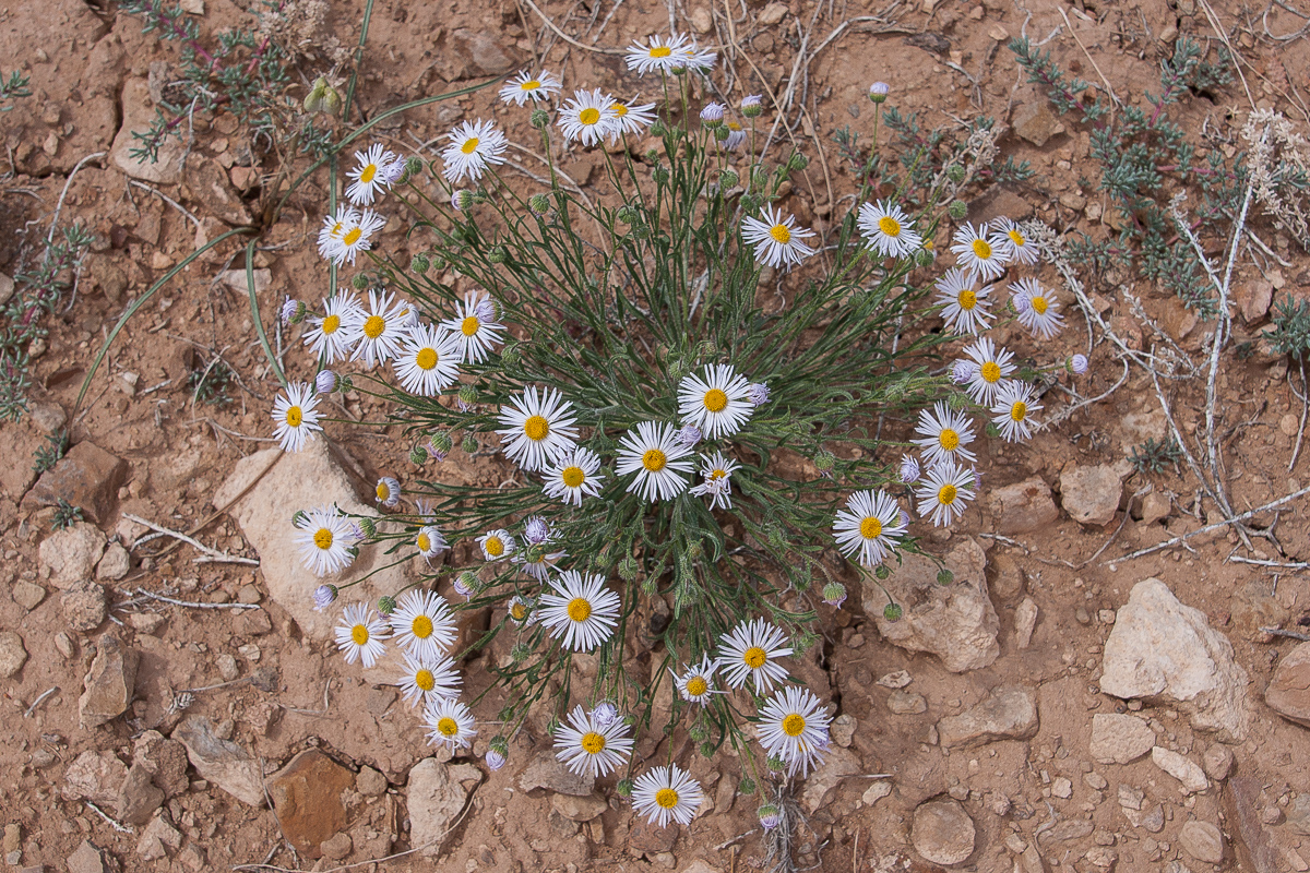 Asteraceae