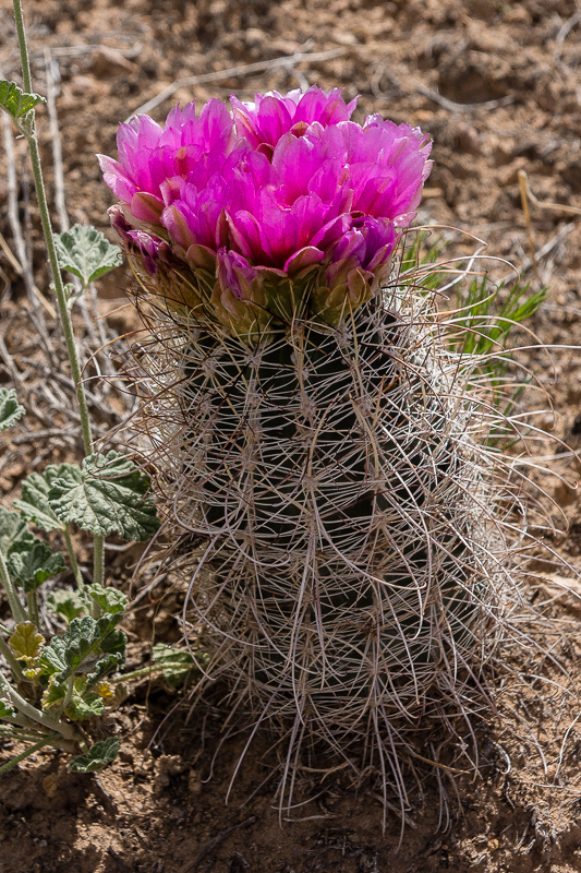 Sclerocactus parvifloris