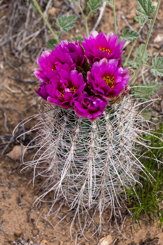 Sclerocactus parvifloris