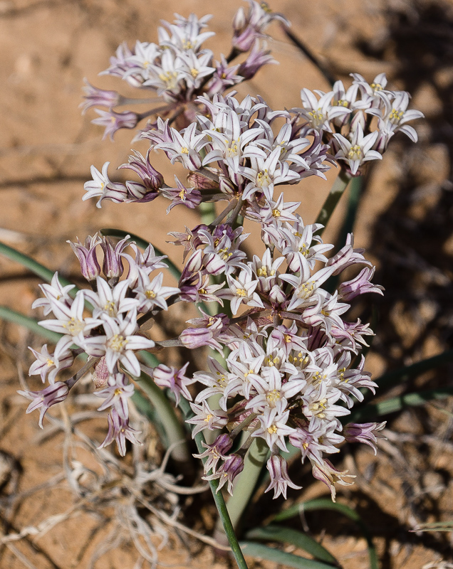 Allium textile