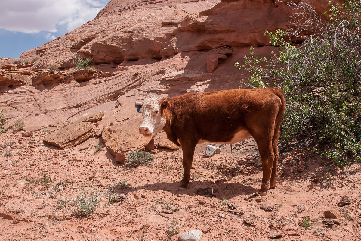 Poison Spring Canyon