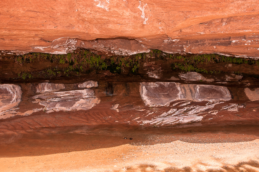 Quelle im Poison Spring Canyon