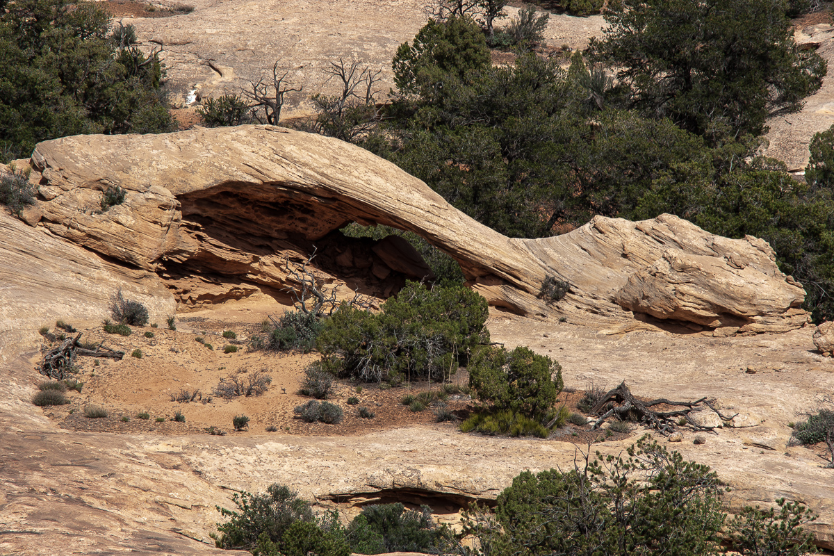 Cove Arch