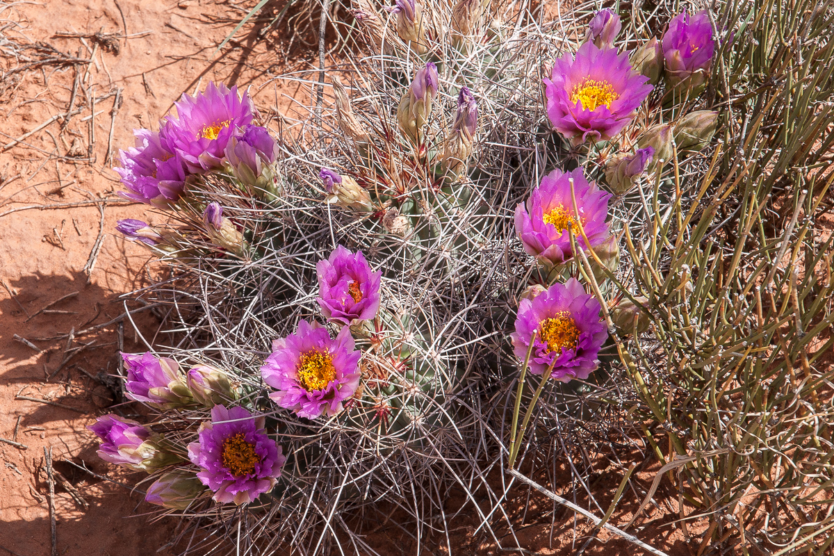 Cactus Bloom