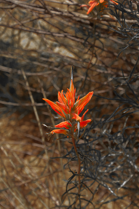 Blüten im Indian Creek Canyon