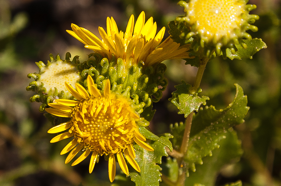 Blüten im Indian Creek Canyon