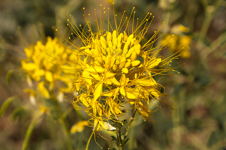 Blüten im Indian Creek Canyon