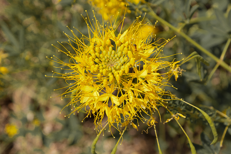 Blüten im Indian Creek Canyon