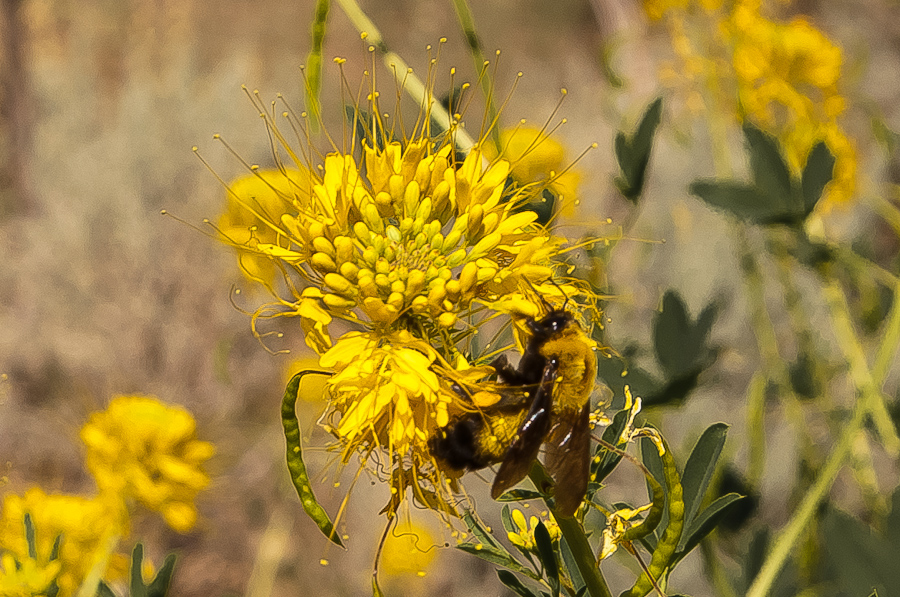 Blüten im Indian Creek Canyon