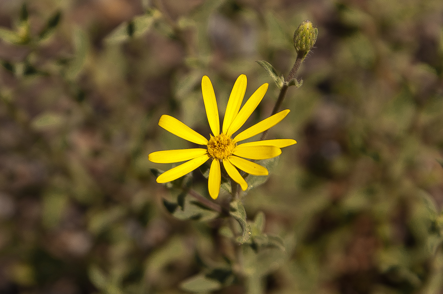 Blüten im Indian Creek Canyon