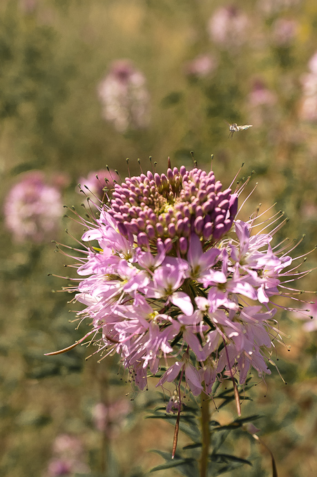 Blüten im Indian Creek Canyon