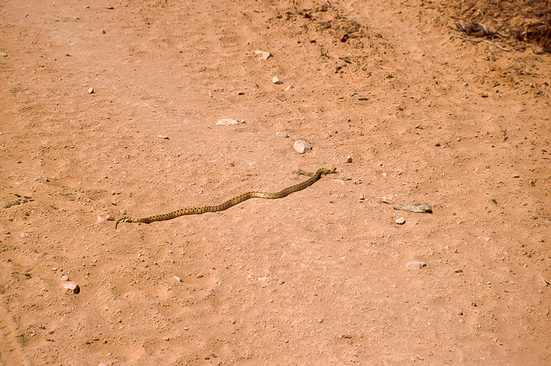 Gopher Snake