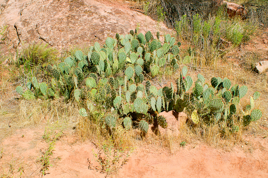 Negro Bill Canyon - Opuntie