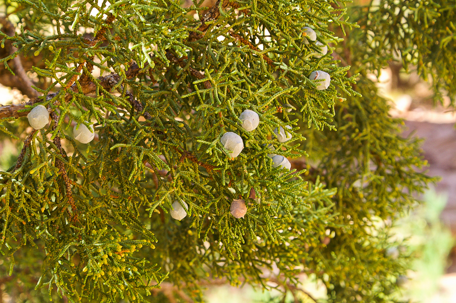 Negro Bill Canyon - Juniper