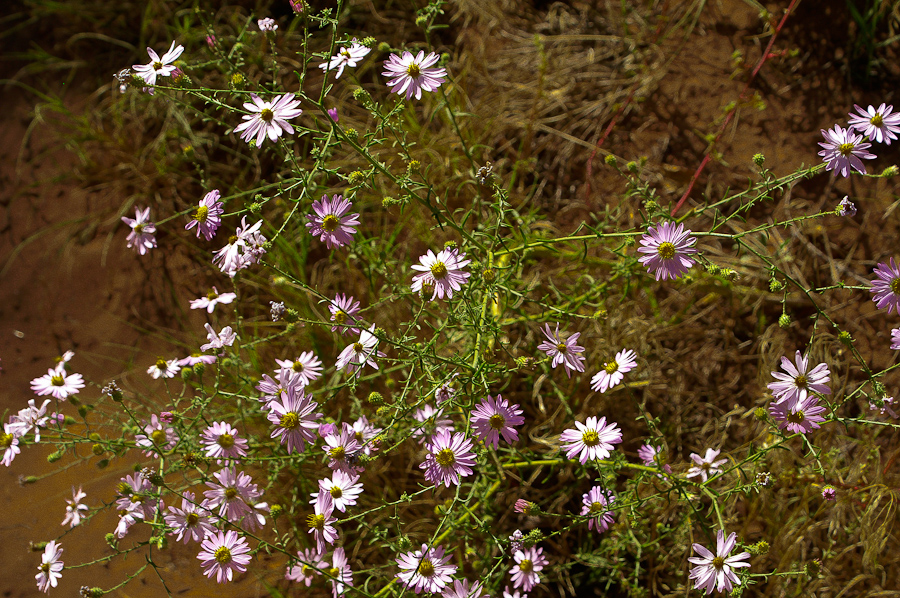 Negro Bill Canyon