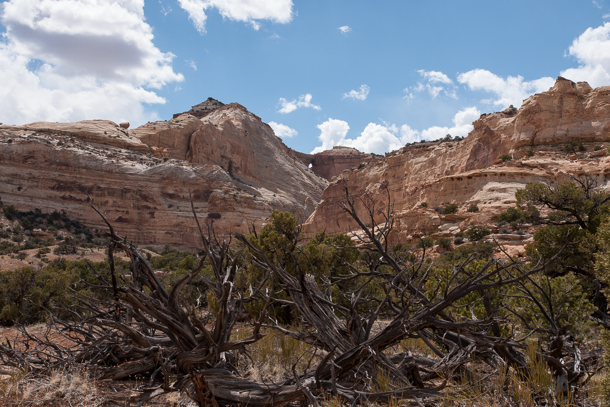 Wood Hollow Arch