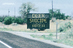 Deer Suicide Area