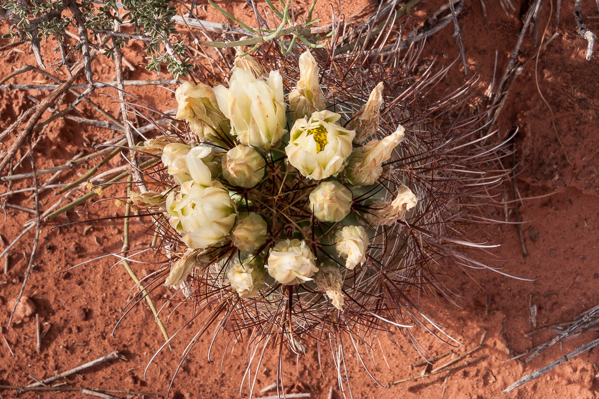 Sclerocactus parviflorus (Fishhook)