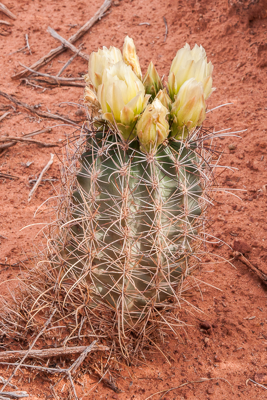 Sclerocactus parviflorus